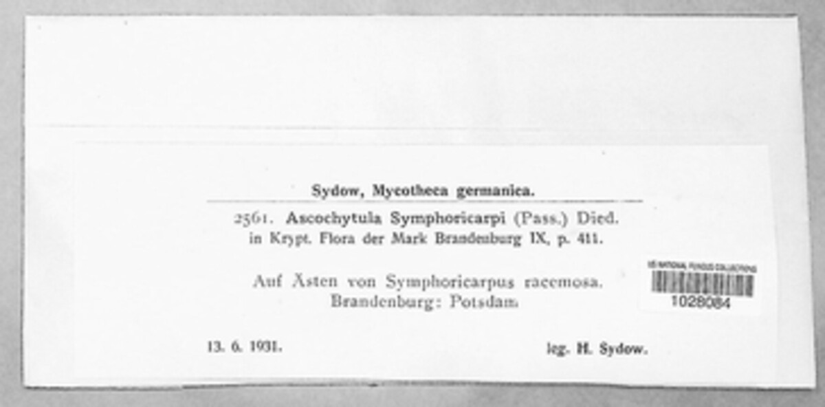 Ascochytula symphoricarpi image